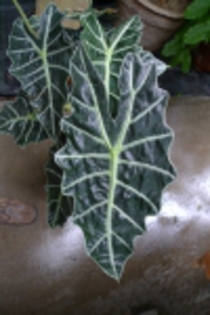 Alocasia_Amazonica02[1]