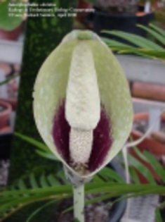 Amorphophallus_odoratus01[1] - partea 2