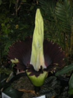 Amorphophallus_titanum01[1] - partea 2