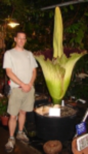 Amorphophallus_titanum03[1] - partea 2