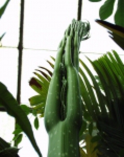 Amorphophallus_titanum08[1]