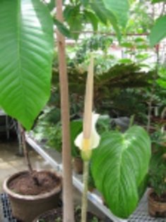 Amorphophallus_variabilis01[1] - partea 2