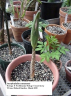 Amorphophallus_yunnanensis01[1]