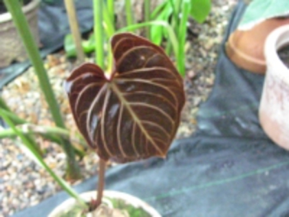 Anthurium_crystalinum02[1]