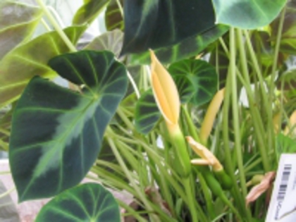 Colocasia_affinis_jenningsii01[1]