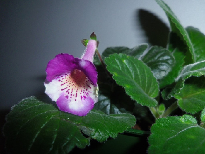 17 dec. 2012 - 2012 Gesneriaceae