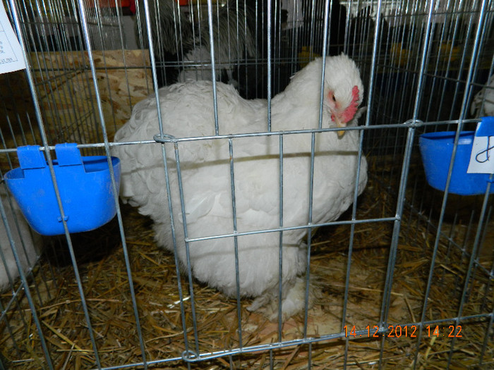 DSCN1249 - Expozitia Anuala Fauna Mehedinteana - Editia a II - a decembrie 2012