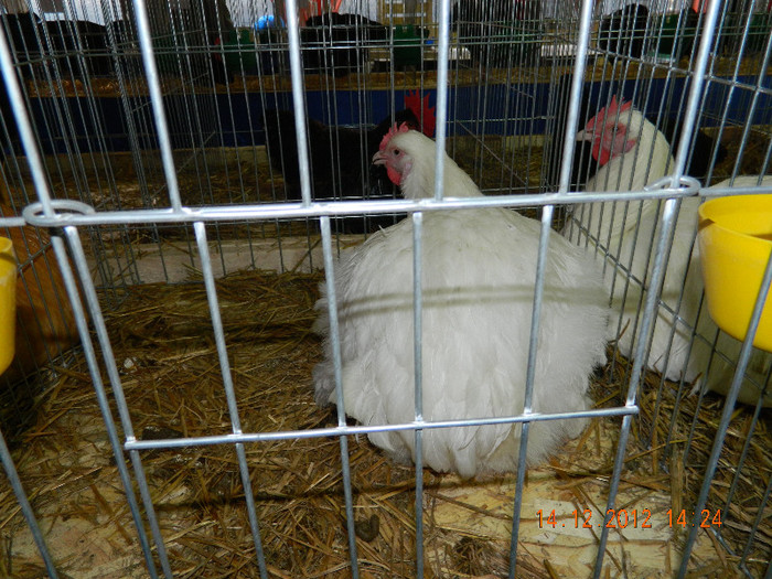 DSCN1269 - Expozitia Anuala Fauna Mehedinteana - Editia a II - a decembrie 2012