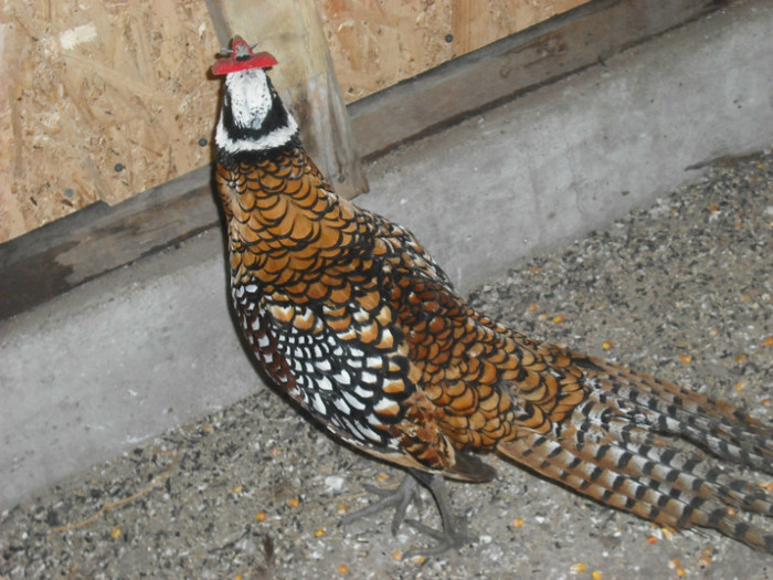 DSCF0112 - Fazani regali