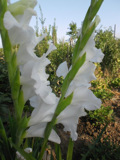 Gladiole albe - Gladiole 2012