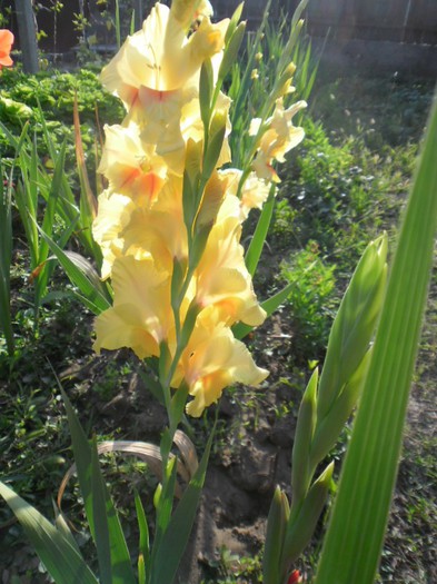 Gladiole galben