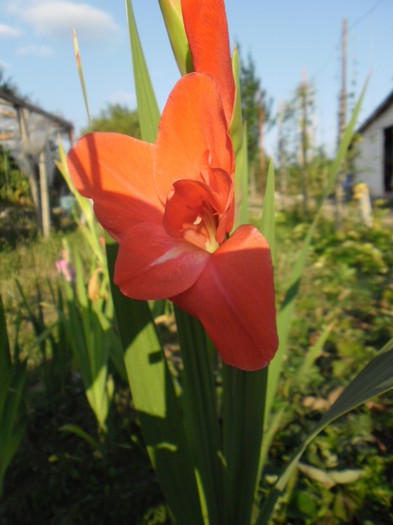 Gladiole portocalii - Gladiole 2012