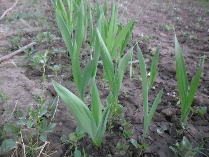 SAM_0467 - Gladiole 2012