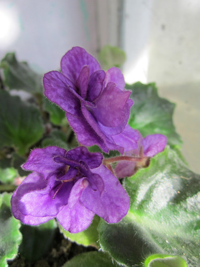 Picture 020 - violete