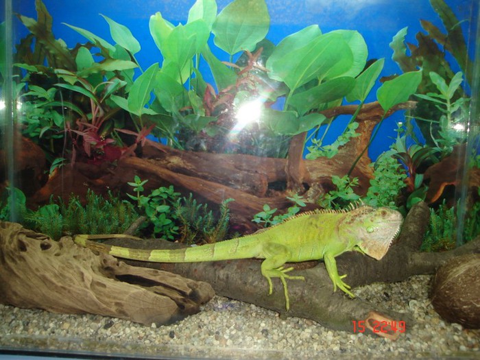 DSC03798 - iguana