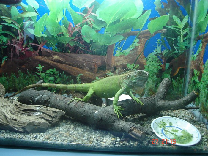 DSC04588 - iguana