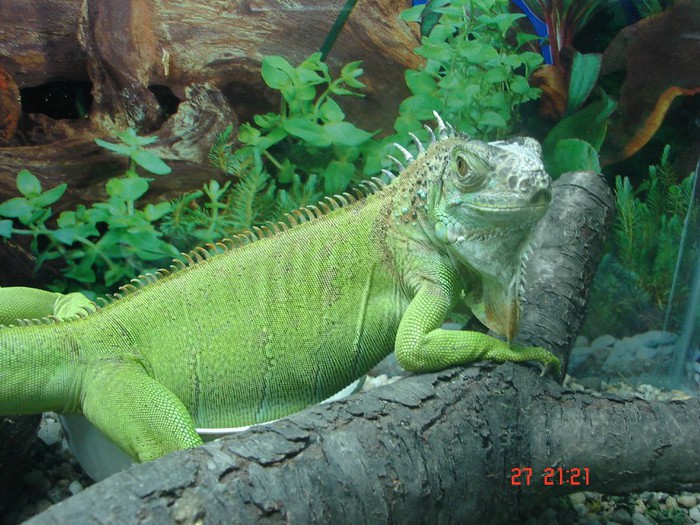 DSC04598 - iguana