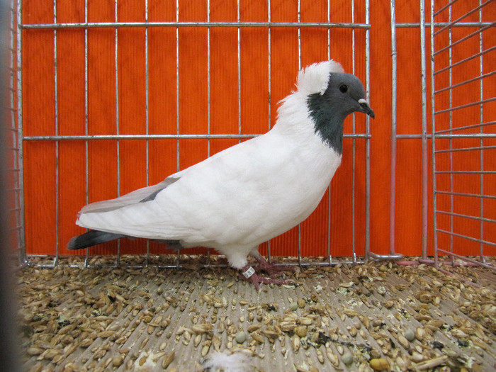 N - Expozitia nationala a Germaniei decembrie 2012