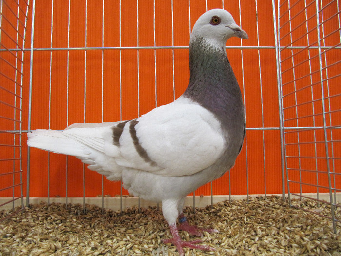 N - Expozitia nationala a Germaniei decembrie 2012