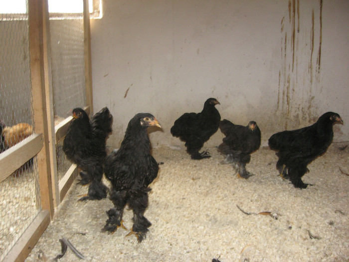 Brahma Negru 02 - x-TINERET 2012