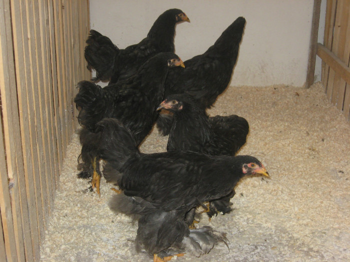 Brahma Negru 03 - x-TINERET 2012