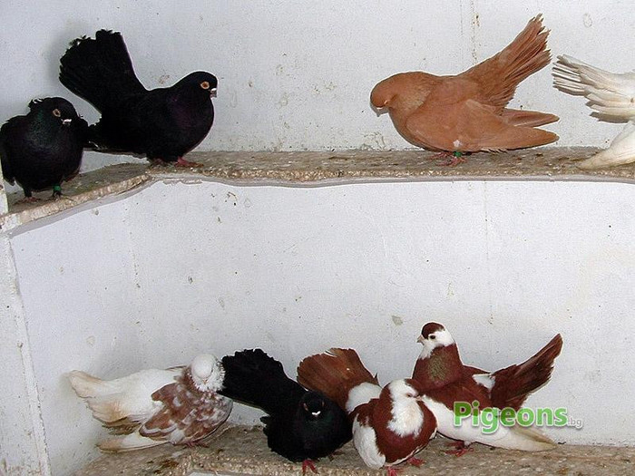 user_gallery_268_2719226_bfa8ae63714e3cc91226cbe1df7ffe26