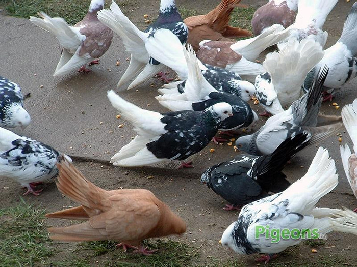 user_gallery_268_2775854_12122dd1f39b521cb7c4e768b4ff7d2b