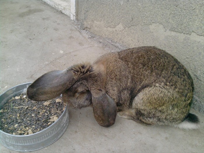 P081212_13.02; femela
