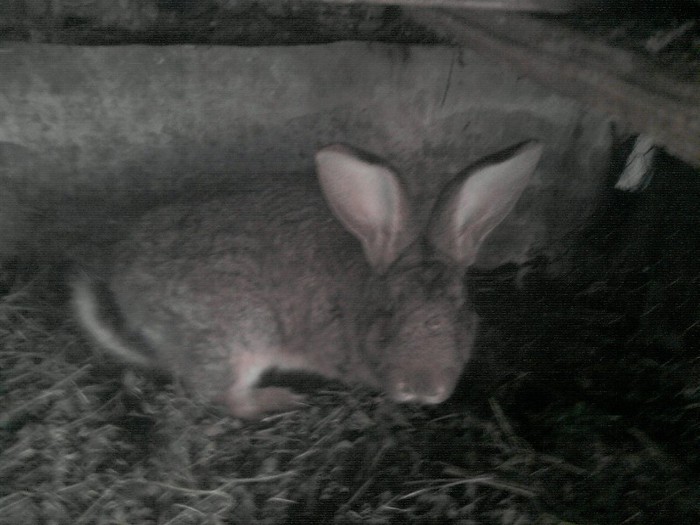 P081212_13.04; mascul
