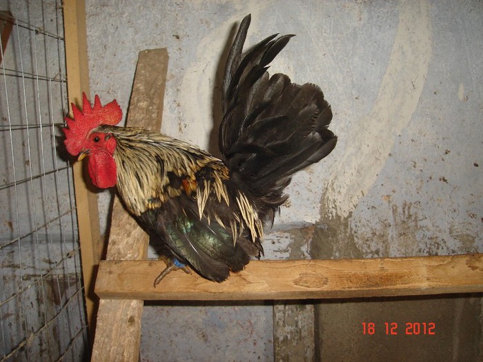 DSC07817mestecaniu vindut