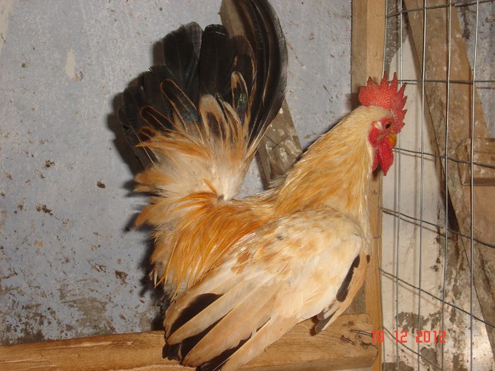 DSC07820 auriu matca