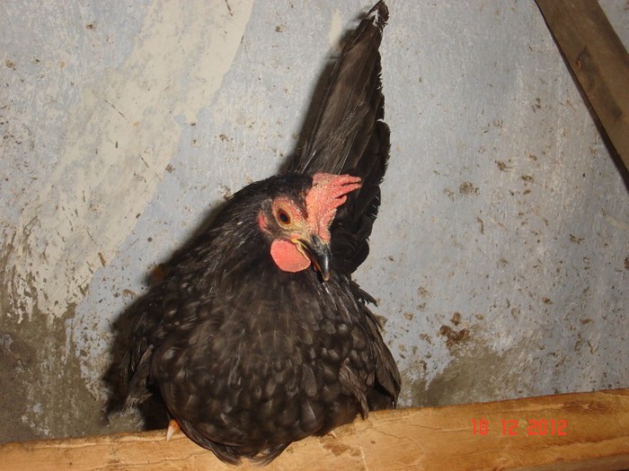 DSC07825 albastru  vindut.