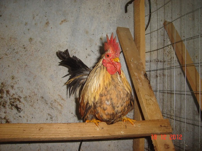 DSC07864albastru auriu  vindut