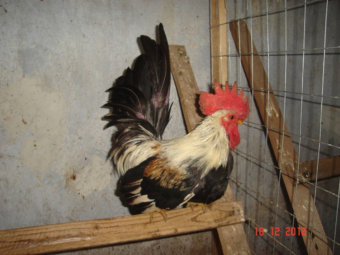 DSC07875 mestecaniu 2011 matca