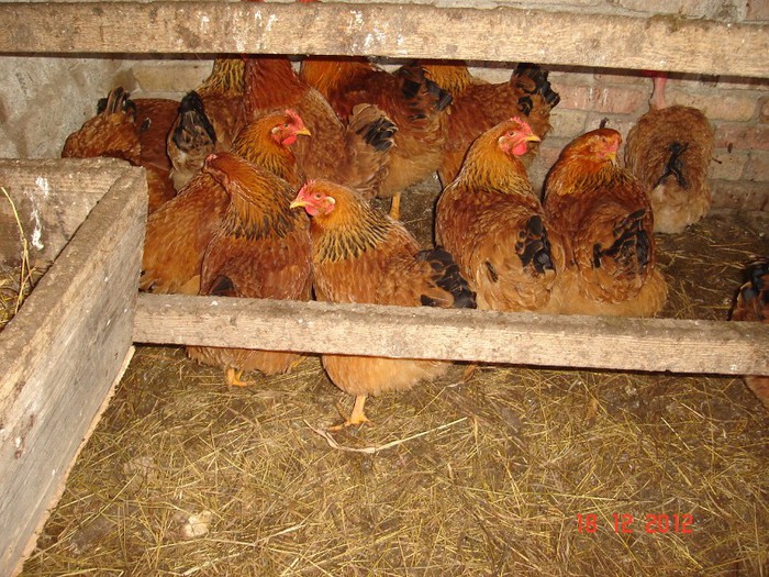 DSC07933 new. hampshire