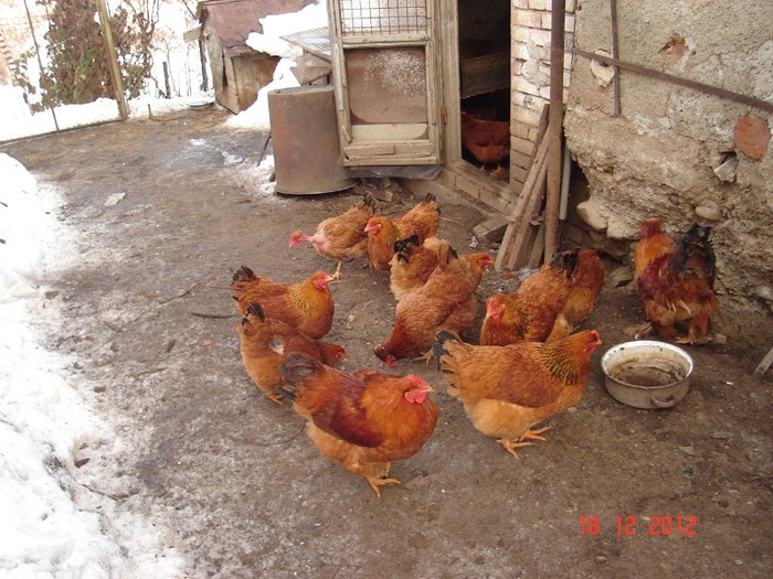 DSC07947 new. hampshire