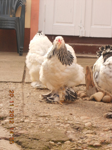 DSCN8233 - gaini Brahma herminat deschis