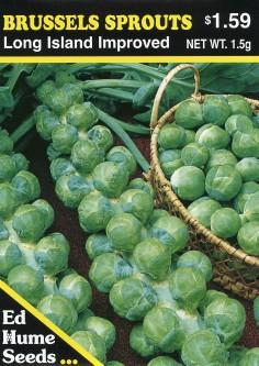 Long Island Improved Brussels Sprout - varza de brussels seminte