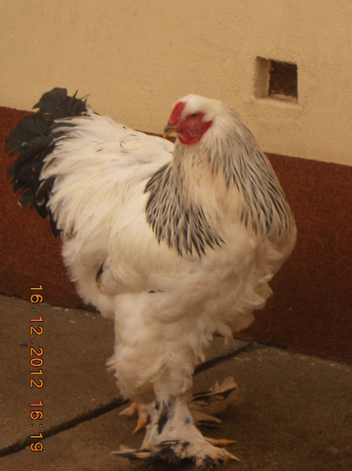 DSCN8653 - gaini Brahma herminat deschis
