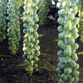 Roodnerf Brussels Sprouts - varza de brussels seminte