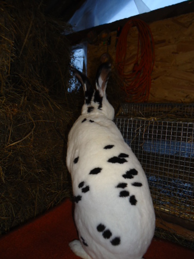 DSC03124 - d REX DALMATIAN SI REX NEGRU CAMPION EXPOZITIE 2013 2014 2015-CAMPION NATIONAL SI COLECTIE 2014