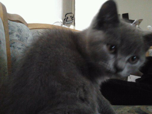 British shorthair blu; Zuzu
