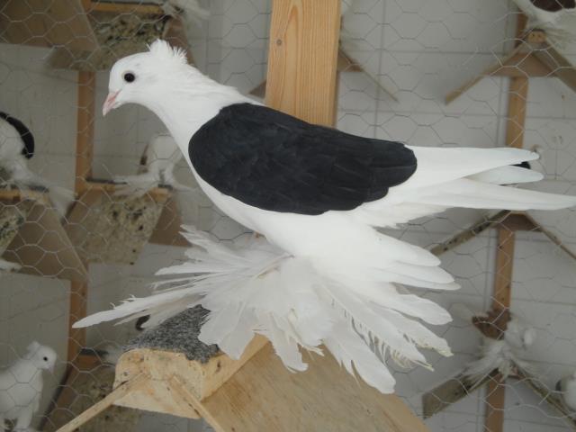 315721_4518931862870_264542169_n - Rotitori Turcesti Capaciti Incaltatii