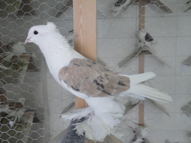 316920_2188359600020_412019169_n - Rotitori Turcesti Capaciti Incaltatii