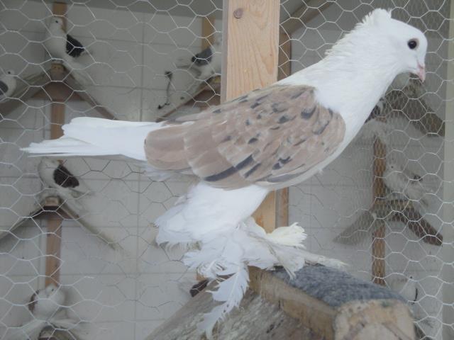 317440_2188358840001_1311677470_n - Rotitori Turcesti Capaciti Incaltatii