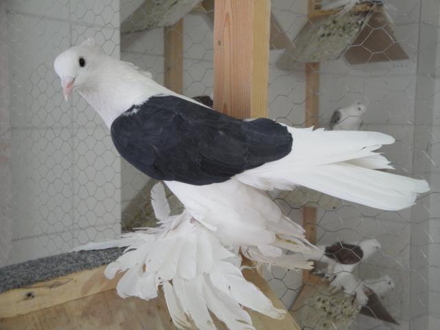 319410_4026110222637_1305324315_n - Rotitori Turcesti Capaciti Incaltatii