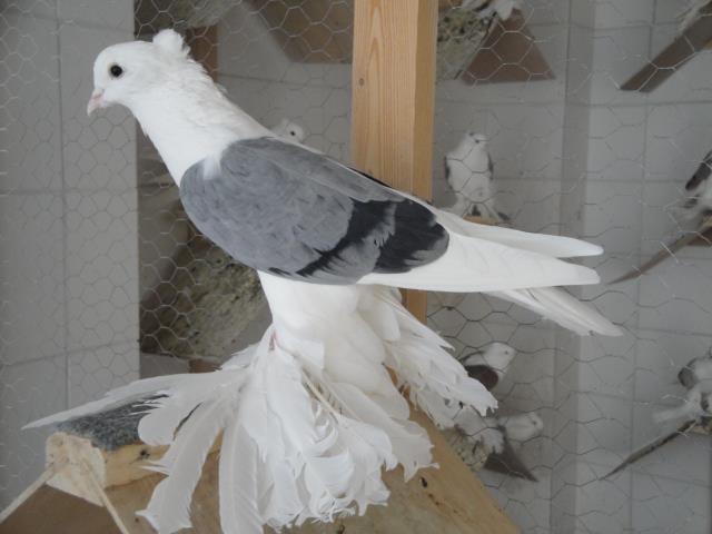 376577_3998595454785_1583416473_n - Rotitori Turcesti Capaciti Incaltatii