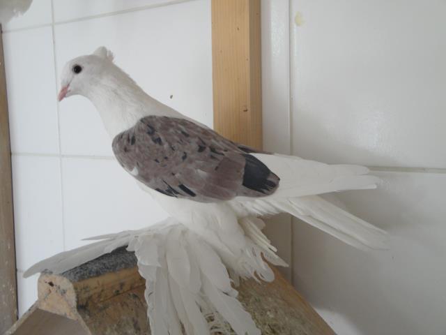 389724_3738015780456_129746520_n - Rotitori Turcesti Capaciti Incaltatii