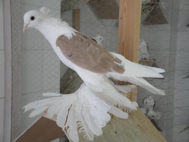 394544_4032939953376_6485108_n - Rotitori Turcesti Capaciti Incaltatii