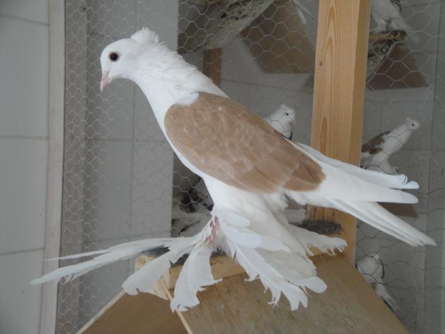 405195_4009581689434_971234149_n - Rotitori Turcesti Capaciti Incaltatii